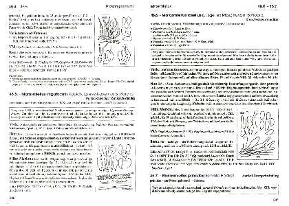 Pilzkompendium I Textband-Beispiel